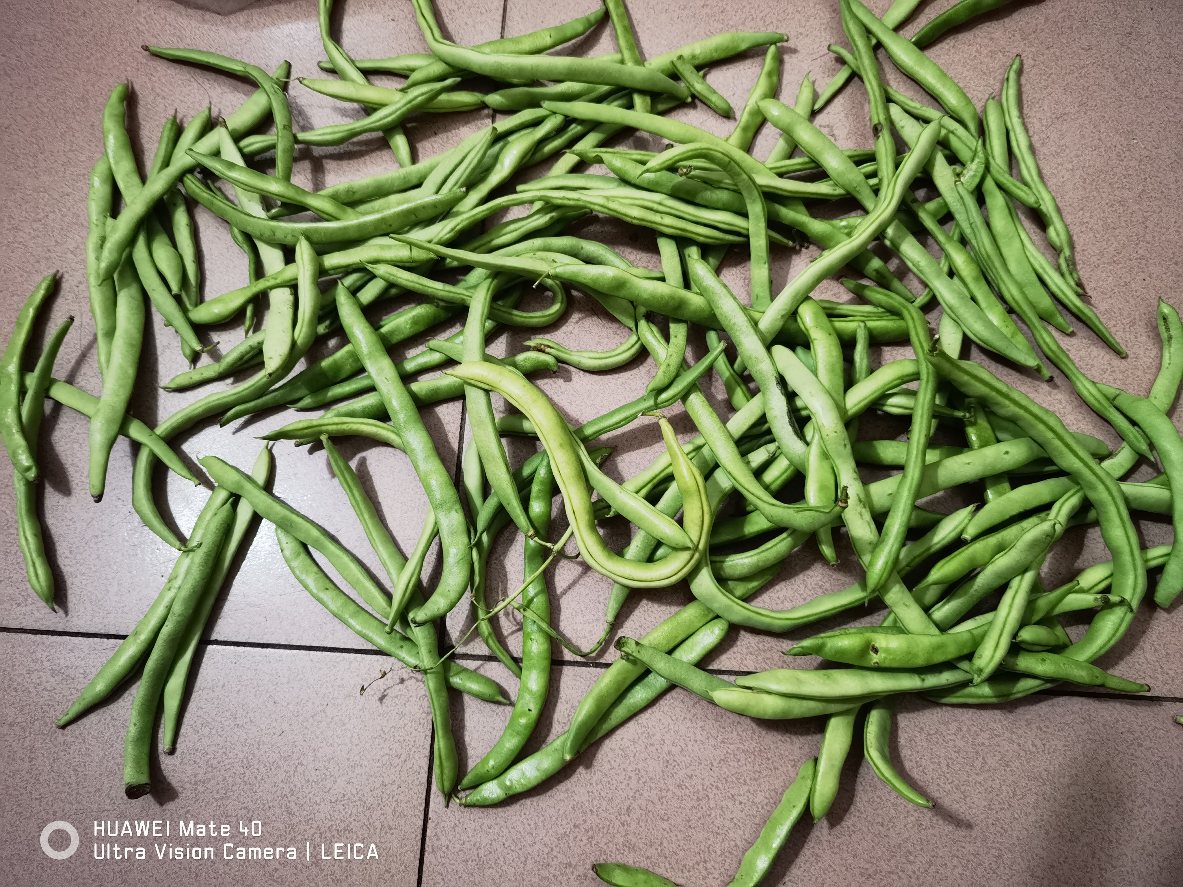 农家四季豆新鲜现摘云南长扁豆角农家应当季蔬菜芸豆现摘菜豆 新鲜四季豆3斤带箱 实拍图