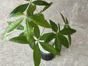 美益棵浓缩营养液通用型600ml月季多肉绿植花卉盆栽园林复合肥料水溶肥 实拍图