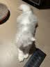 皇家猫粮 幼猫猫粮 幼猫奶糕 K36 通用粮 4-12月 2KG 实拍图