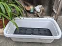 特大阳台种菜盆家用种菜专用盆长方形蔬菜种植盆塑料户外庭院花箱 【米白加大种菜盆】带轮款 【自吸水1套】 实拍图