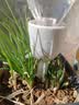 农宝滴水器浇花神器懒人绿植浇花器滴灌出差定时渗水器自动浇水器 实拍图