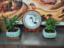 发财树盆栽招财旺宅桌面盆景办公室绿植室内客厅中式禅意四季植物 A级三杆发财树（瓷青-财源滚滚瓷盆） 含盆+铺面陶粒+营养液 实拍图