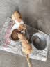 七彩缦冻干猫粮5斤2.5kg宠物幼猫成猫全阶段流浪20猫咪主粮深海鱼 鱼味猫粮5斤 实拍图