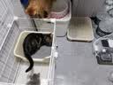 京东京造咕噜宣言全价猫粮主食冻干1kg 幼猫成猫通用三文鱼鲜肉高蛋白 实拍图