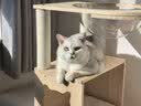 皇家（ROYAL CANIN）泌尿道处方猫粮MUC34情绪舒缓稀释尿液减少结石再生成猫1.5KG*2 实拍图