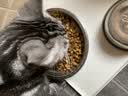 佩玛思特PetMaster深海鱼系列猫粮美毛成猫粮2kg 实拍图