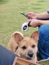 亚禾狗零食磨牙棒混合味270g泰迪比熊小型犬幼犬成犬专用洁齿骨棒 实拍图