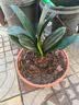 四季君子兰盆栽室内花带花苞老苗圆头和尚君子兰花卉植物好养绿植 中国红9-11片叶【当年开花】5年苗 实拍图