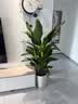 花财主天堂鸟盆栽办公室大型绿植客厅鸭脚木植物家用吸甲醛净化空气好养 6-7株天堂鸟1.4-1.5m【圆柱盆】 实拍图
