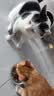 麦富迪猫粮 超肉粒冻干双拼成猫粮美毛护肠三文鱼10kg/20斤【宠物金选】 实拍图
