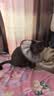 猫八万伊丽莎白圈绝育护理项圈猫咪狗狗美容脖圈防舔咬头套脖圈 灰M 实拍图