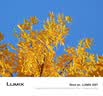 松下【会员旗舰】Lumix G97 M43画幅相机 M43卡口 微单相机 无反数码相机 G97丨12-60mmF3.5-5.6 变焦套装 实拍图
