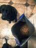皇家狗粮 成犬狗粮 犬粮 宠物大型犬 GR26全价犬粮≥15月15KG 实拍图