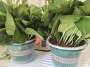 京东绿植绿萝盆栽除甲醛花卉绿植办公室新房净化空气180加仑2盆装源头直 实拍图