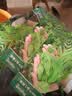 北蔬 豌豆尖种子苗无须豌豆苗芽苗菜大叶四季菜籽 无须豌豆尖种子100g 实拍图