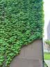 花翁爬山虎树苗爬藤植物四季常青不落叶爬墙虎绿植花卉园盆栽源头直发 实拍图