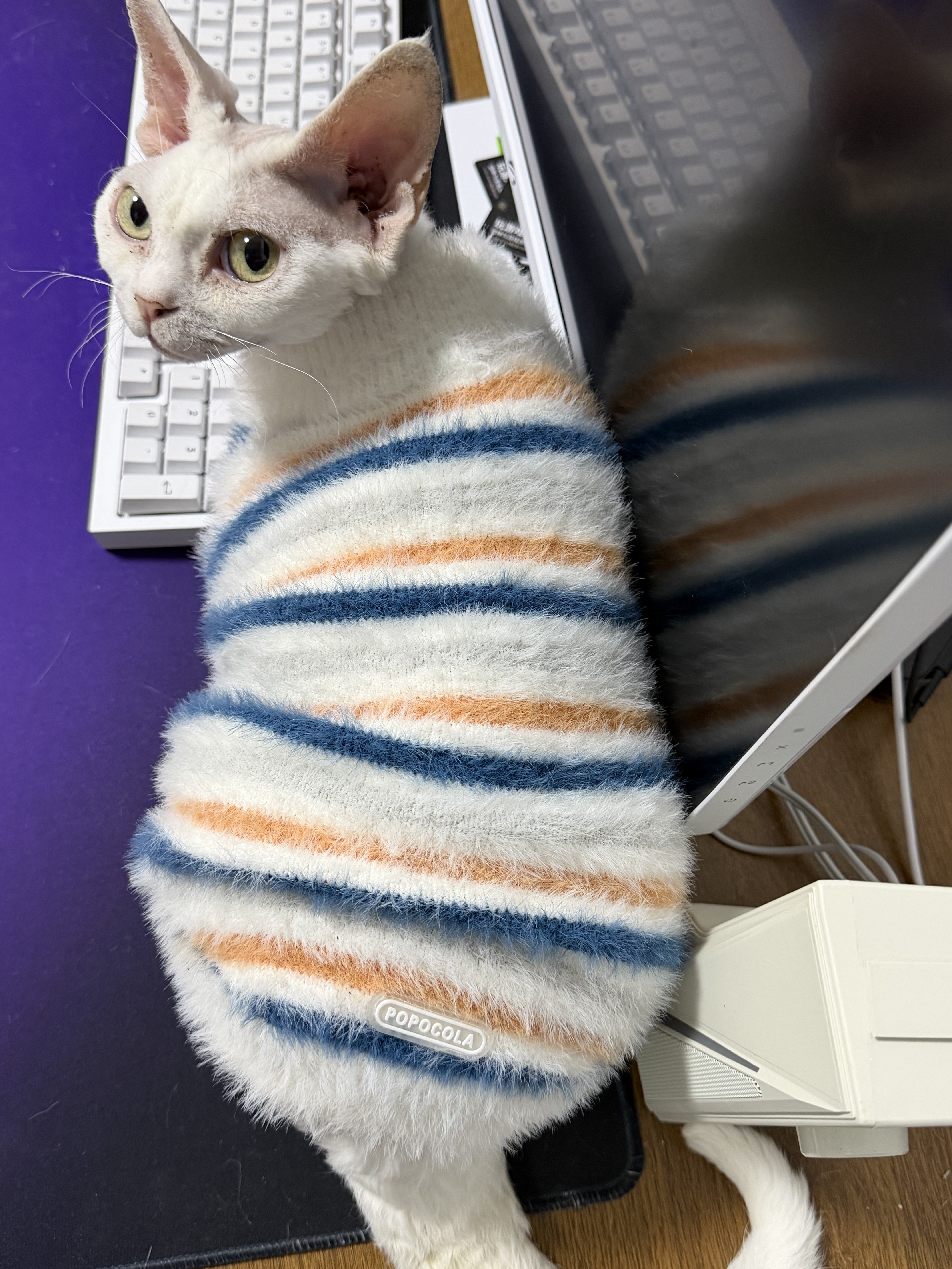 卫仕（NOURSE）美毛爆爆袋猫干粮全价冻干鲜肉猫粮1.5kg*6 实拍图