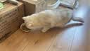 皇家猫粮 幼猫猫粮 幼猫奶糕 K36 通用粮 4-12月 10KG 实拍图