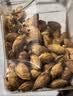 百历坚罐装巴旦木500g 每日坚果炒货 休闲零食 薄壳笑口杏仁 实拍图
