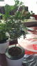 若绿 绿萝水培植物室内阳台桌面蓄水盆盆栽水培四季可养居家免打理 清香木  白色蓄水盆 实拍图