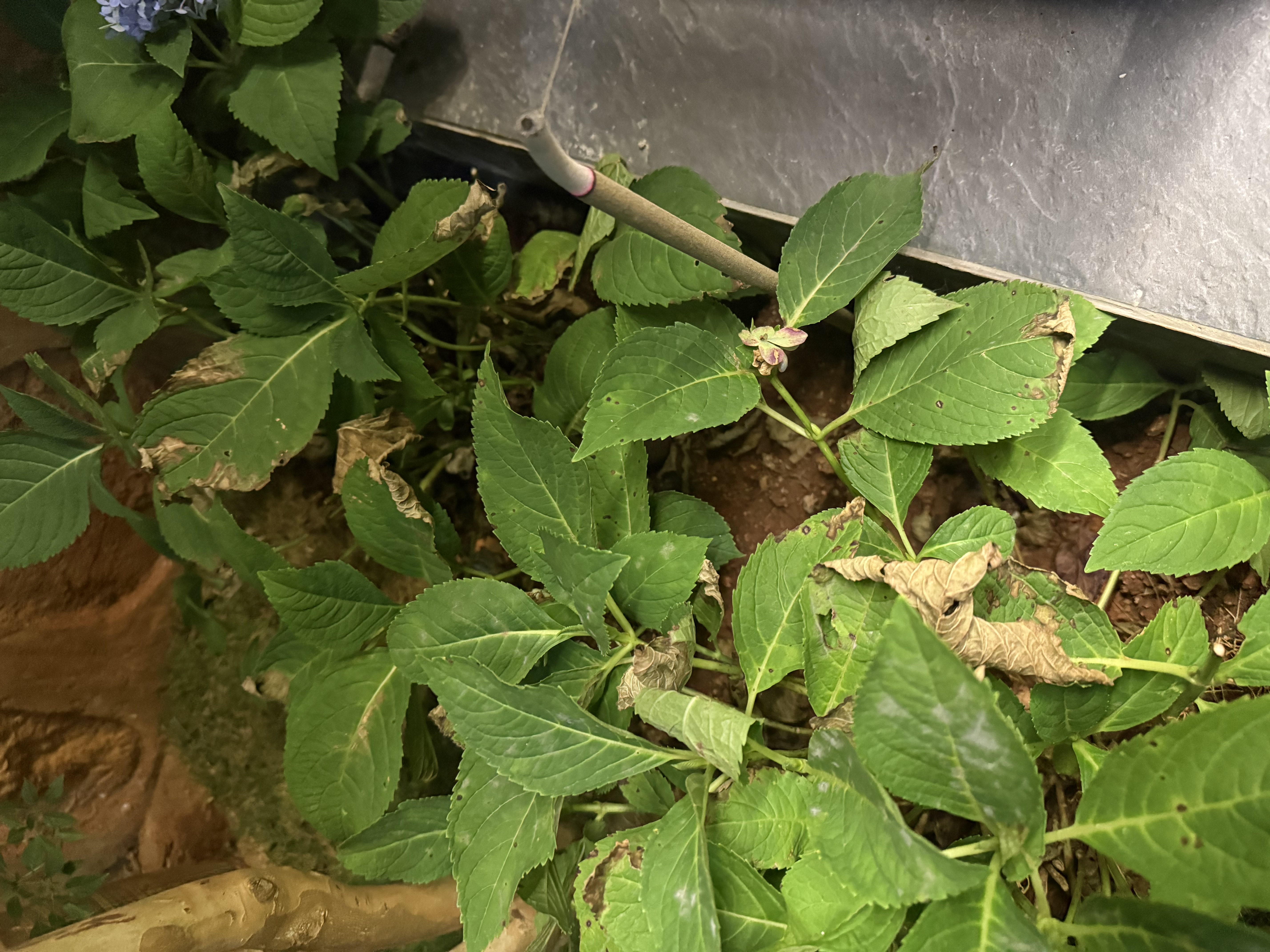 千居惠户外蚊香棒40支艾草驱蚊庭院花园植物成分露营钓鱼艾条养殖场驱蚊 实拍图