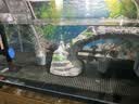 YEE硝化细菌鱼缸净水剂养鱼水质稳定净化水族消毒消化活菌300ml  实拍图