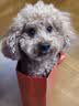 诚实一口N33 PLUS冻干犬粮狗粮成幼犬高鲜肉33种全面营养治挑食鸭肉梨2kg 实拍图