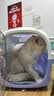 皇家英短成猫粮 BS34 通用粮 12月以上 4.5KG【宠物金选】 实拍图