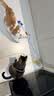 皇家猫粮 成猫猫粮 室内长毛猫 ILH35 通用粮 1-7岁 4.5KG 实拍图
