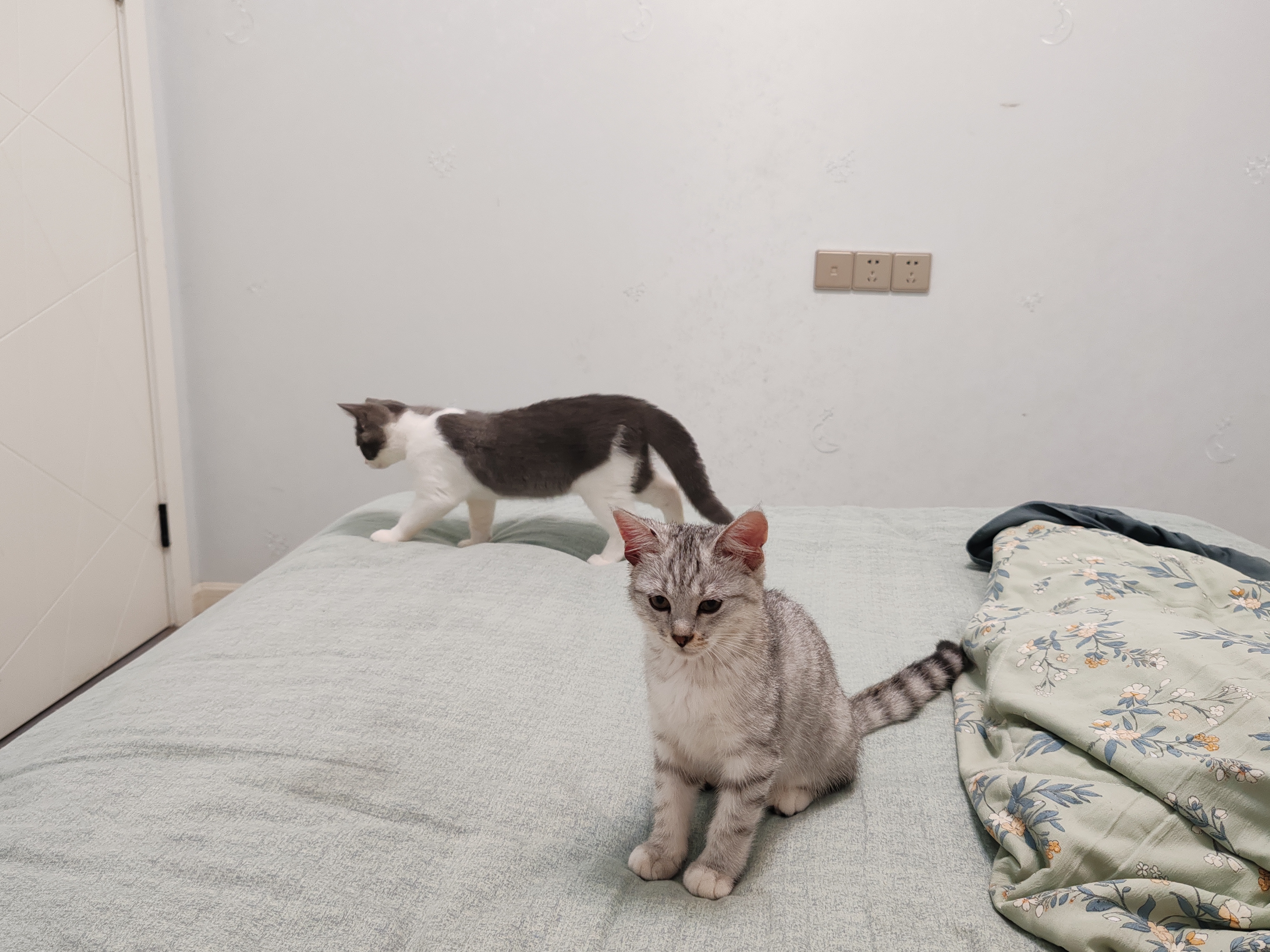 亿迪猫粮冻干幼猫成猫10斤全价英短蓝猫布偶老年猫国产通用全阶段5kg 实拍图