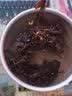 源老舍无孔水培花盆铜钱草花盆陶瓷水仙花睡莲碗莲荷花水培容器一叶莲盆 富春山居-8寸 实拍图