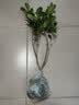 桂花树苗盆栽室内四季桂花卉植物金桂丹桂庭院大树浓香型绿植开花 四季桂花高20-30cm高左右【原土球发货】 实拍图