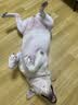 新宠之康 宠物羊奶粉400g狗狗猫咪成幼犬猫泰迪金毛羊奶粉营养补充 实拍图