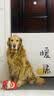 BOTH 宠物奶粉0-4个月 幼犬幼猫奶粉 益生菌配方 羊奶粉450g 实拍图