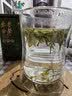 京东京造【2026新茶】明前特级安吉白茶100g绿茶茶叶高品质自己喝 实拍图