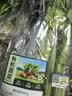 有机西芹400g 实拍图