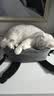 鲜朗低温烘焙猫粮 禽肉配方幼猫成猫奶糕无谷全价猫粮鲜郎 【禽肉配方】猫粮8kg(2kg*4) 实拍图