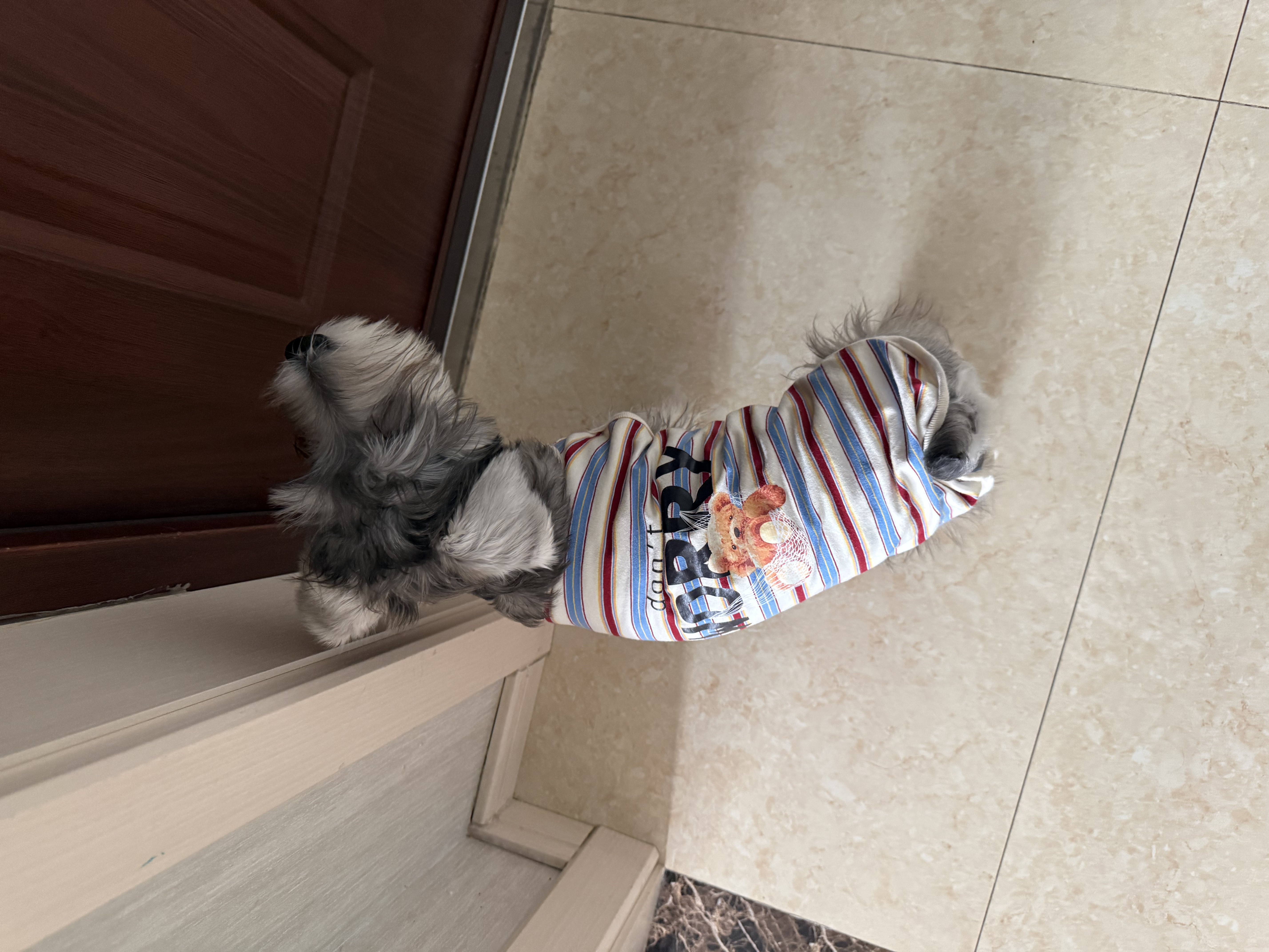 FAIRY PET狗狗衣服薄款春夏秋小熊猫狗宠物纯棉背心比熊泰迪衣服夏季用品 条纹小熊背心（红色） XL【建议9-12斤】 实拍图