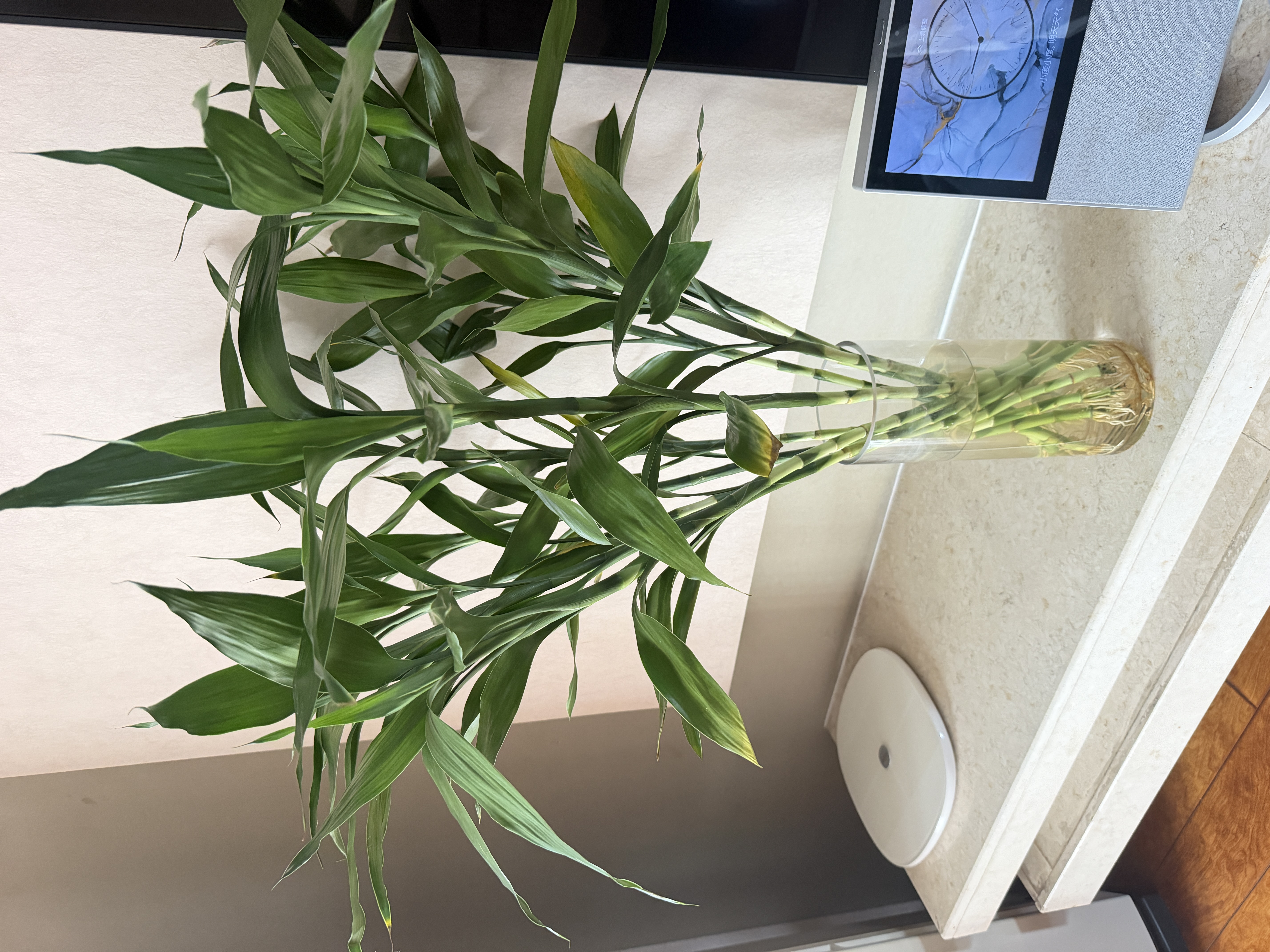 花翁带根富贵竹水培植物客厅招财旺宅花卉绿植盆栽竹子文昌竹源头直发 实拍图