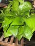 京东绿植绿萝盆栽除甲醛花卉绿植办公室新房净化空气180加仑4盆装源头直发 实拍图