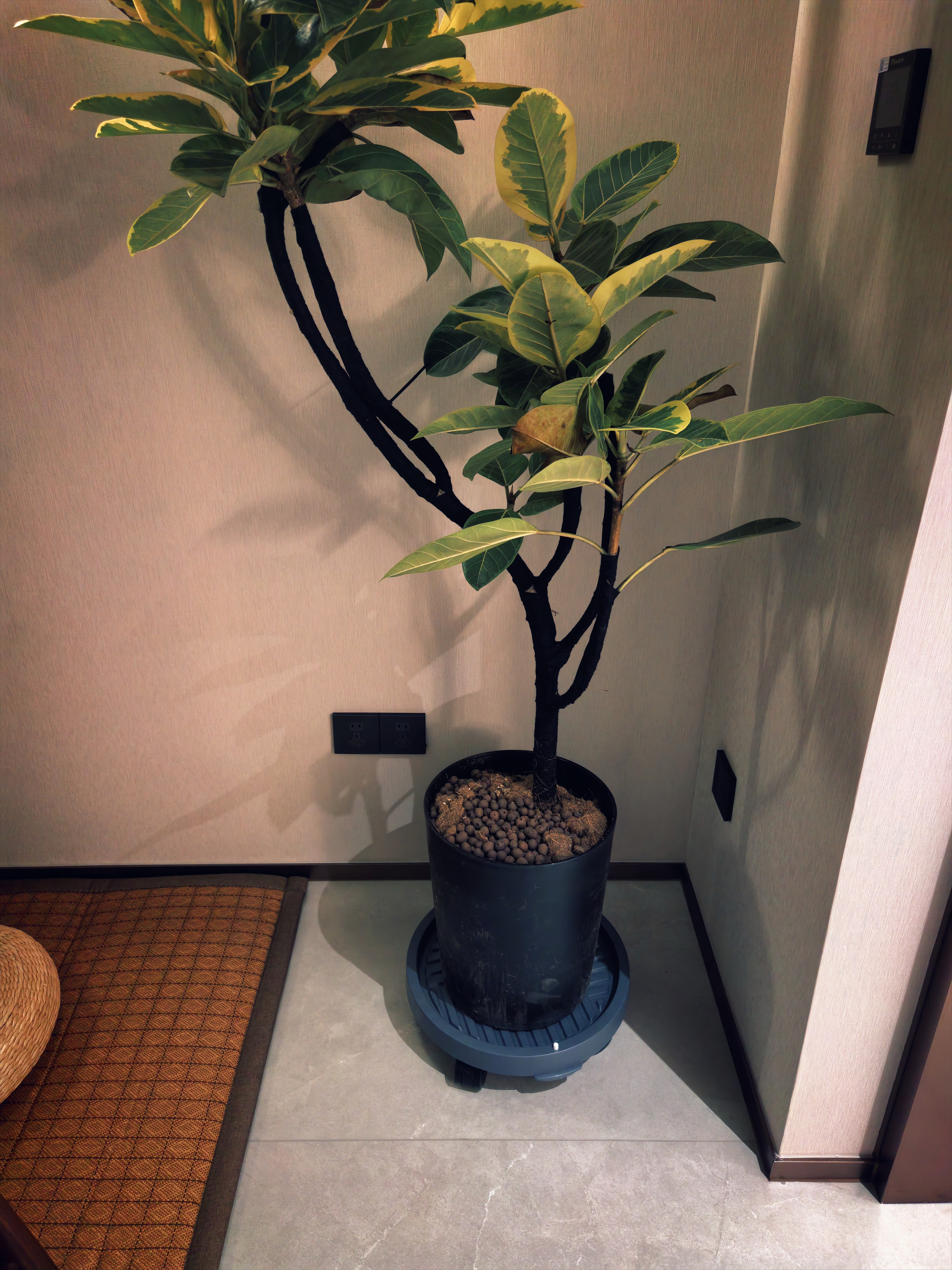漫生活可移动花盆托底盘带轮花托盘底座储水接水盘花盆底托盘外径38cm 实拍图