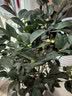 花翁香妃茶花盆栽浓香型山茶花树苗室内庭院花卉好养大棵四季源头直发 实拍图
