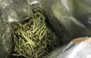 徽六绿茶黄山毛峰茶叶250g 2026新茶寻味500特三明前自己喝配礼袋送人 实拍图