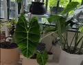 星宸花草博士兰花专用土植料营养土君子兰蝴蝶兰种植颗粒松树皮兰草兰科6L 实拍图