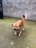 麦富迪狗粮 乖宝乐狗粮成犬通用均衡营养（牛肉蛋黄）10kg/20斤 实拍图