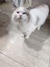 皇家（ROYAL CANIN）猫粮慕斯猫罐头湿粮奶糕幼猫粮全价粮 猫咪主食级罐头BMC 【囤货首选1760g】幼猫奶糕罐头88g*20罐 实拍图