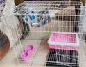 贝初众猫笼子猫咪折叠猫笼家用猫笼子双层大号猫屋宠物笼带厕所一体大猫 60*42*50cm【双层】幼猫大空间 【折叠免安装】豪华大空间/带厕所 加粗加密/真材实料 实拍图
