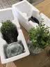 【限时秒杀】小叶赤楠盆景植物办公花卉基地直销批发绿植盆栽室内 赤楠+绿色裂纹盆+苔藓+圆底座 实拍图