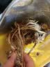 金唐茶树菇250g/袋 未开伞茶树蘑菇山珍菌菇干货 火锅煲汤食材 实拍图