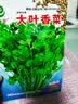 【限时优惠】随种随吃调料菜种子组合春季四季种耐热阳台盆栽蔬菜 大叶香菜种子1包约1000粒 一包约1000粒 实拍图